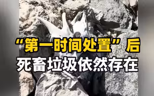 再访发现死猪的黄河国堤： “第一时间处置”后，死畜垃圾依然存在