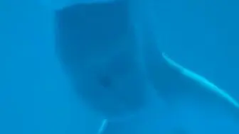 实拍水族馆白鲸产子瞬间：游动中宝宝似蠕虫滑出