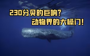 抹香鲸能发出这个星球上最强的动物叫声