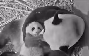 外交部：旅荷熊猫“梵星”是中荷两国的“小可爱”“小大使”