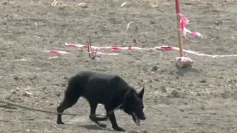 扫雷犬是怎么扫雷的？