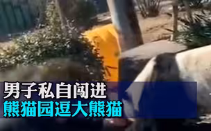 男子私自闯进熊猫园逗大熊猫，唐山动物园：该游客已被警方带走