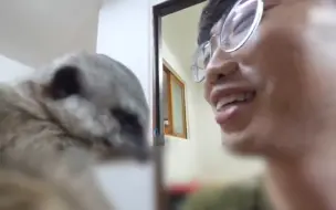 主人嘴巴靠近猫鼬时 猫鼬下意识双手捂着嘴 一脸嫌弃样笑翻网友