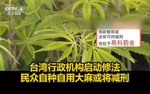台湾行政机构启动修法，民众自种自用大麻或将减刑