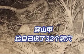 全体出洞！中华穿山甲给自己挖了32个洞穴，相互连通成“生活小区”