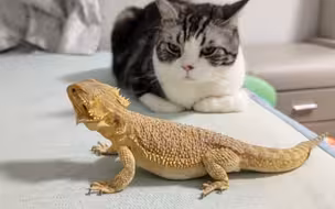 论鬃狮和猫咪混养的可行性