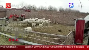 幼童误入羊圈  被公羊连撞五次
