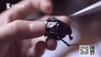 蒸汽昆虫：蒸汽朋克plus昆虫标本