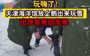 玩嗨了！天津海洋馆放企鹅出来玩雪，出笼容易回笼难