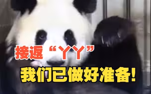 大熊猫“乐乐”死因已初步确定，中方已为接返大熊猫“丫丫”做好准备