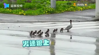 鸭子偷懒时像极了自己  能歇一秒是一秒