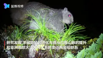 云南贡山发现羊绒鼯鼠属新种