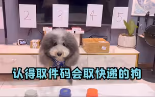 这是谁的“梦中情狗”？