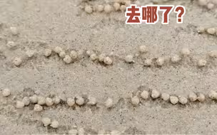 游客偶然拍到小螃蟹在沙滩上“包汤圆”，“它有‘钳’，还这么努力工作”。