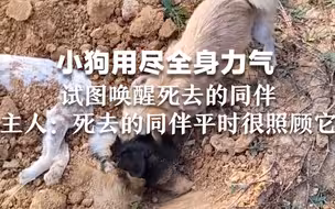 小狗用尽全身力气试图唤醒死去的同伴，主人：死去的同伴平时很照顾它