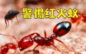 注意！已有多人被咬，入侵生物红火蚁扩散速度惊人！