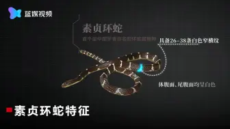云南盈江发现剧毒蛇新种——素贞环蛇