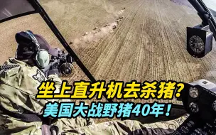 坐上直升机去杀猪？美国大战野猪40年！