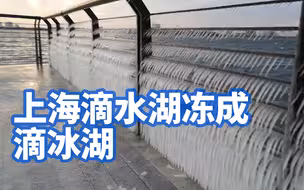 冻得发紫！上海滴水湖冻成滴冰湖，栏杆植物都被冰封