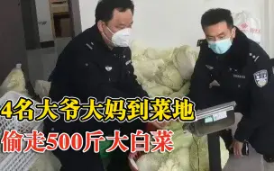2大爷2大妈开轿车偷走500斤白菜：一人钓鱼时发现白菜长势好
