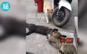 猫：天啊，被女朋友抓了个正着！快逃！