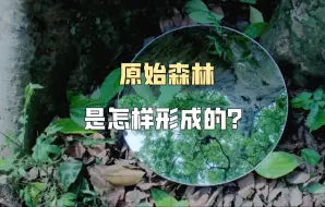 原始森林是怎样形成的？