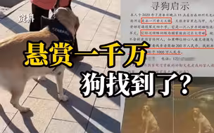 郑州有人悬赏一千万寻狗？知情者：狗找到了，但最后只给了5000元