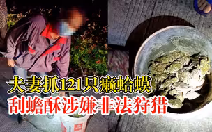 夫妻抓121只蛤蟆刮蟾酥涉嫌非法狩猎：2人均被采取刑事强制措施