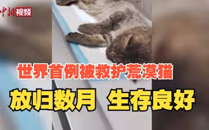 世界首例被救护荒漠猫佩戴卫星定位项圈放归月余 生存状况正常