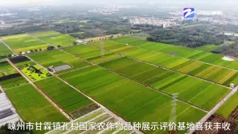 嵊州孔村：500亩五彩水稻新品种喜获丰收