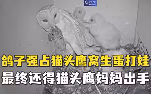 被鸽子强占窝下蛋打娃，猫头鹰宝宝爸爸瑟瑟发抖，万幸最后妈妈回了家
