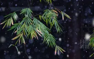 急雪舞回风 雪中杜甫草堂再现古意美景