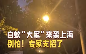 白蚁“大军”来袭上海...别怕！专家支招了！