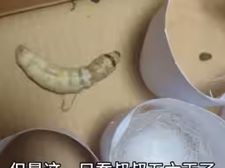 不愿意结茧的蚕宝宝变成了蚕叔叔
