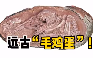 科学家在我国江西发现目前科学记录最完整的恐龙胚胎化石