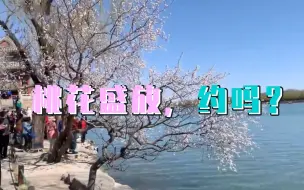 颐和园西堤山桃花盛放，约吗？