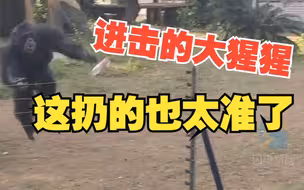 女子逛动物园被猩猩扔矿泉水瓶砸中 南宁动物园：猩猩的防卫举动