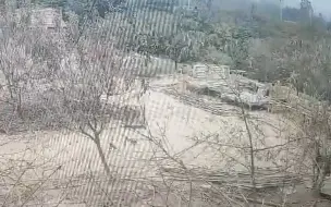 养殖场频繁丢鸡 凶手竟是只金毛 警方调查后发现另有幕后黑手