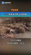 今日惊蛰它们集体“复活”！7000余条扬子鳄出洞