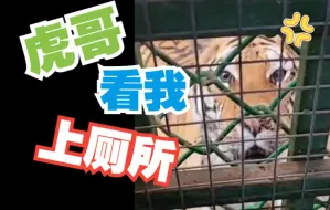 男子上厕所发现老虎在旁窥视，这满满的压迫感！