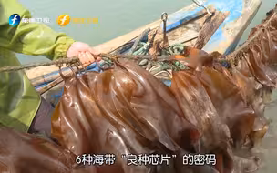 【福建骄傲海洋力量】破译“良种芯片”密码 福建海带变身“金丝带”