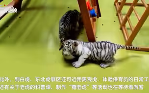 萌虎迎新春！三胞胎小白虎给您拜年啦