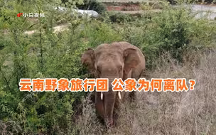 云南野象旅行团 公象为何离队？