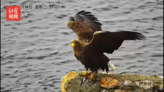 “空中老虎”白尾海雕现身若尔盖花湖