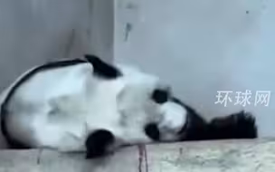 中国驻清迈总领事馆确认：旅泰大熊猫“林惠”不幸去世