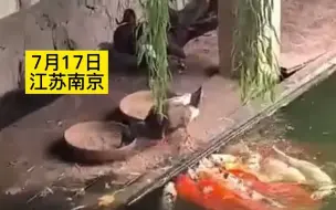 鸭子一口一口投喂，满池塘的锦鲤都被喂得好肥！网友：鱼吃的都是“进口食品”