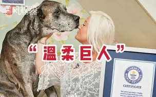 “温柔巨人”！世界最高狗狗去世，站立时身高超过2米