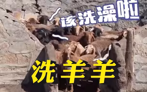 原来真的有洗羊羊