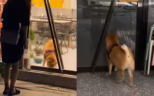 柴犬无师自通“舞狮”绝技 摇头晃脑加跺jio 隔着玻璃跟小姐姐斗舞