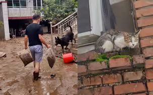 涿州网友退洪后回家惊喜发现猫狗都活着：相信一切都会好起来